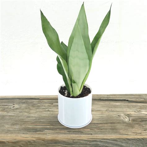 silver snake plant sansevieria moonshine